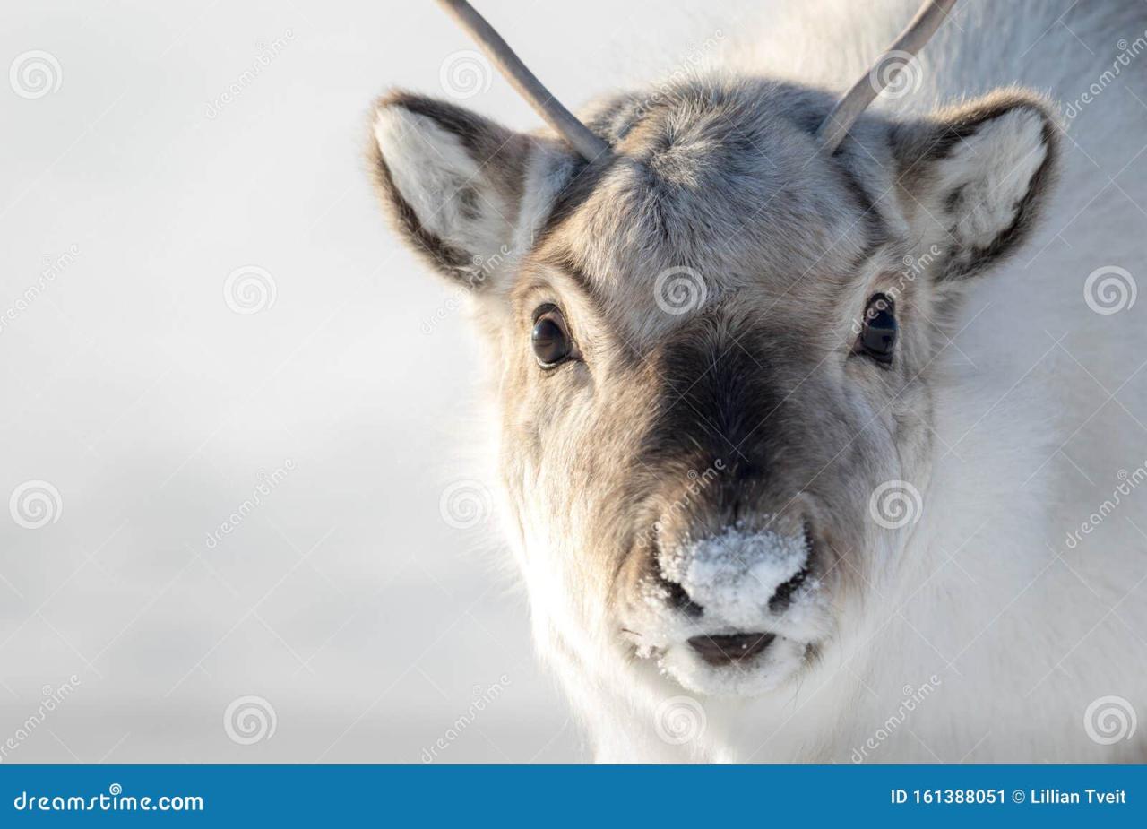 Experiencing the enchantment of reindeer