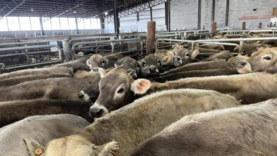 Premier livestock auctions llc generates highest volume in wisconsin