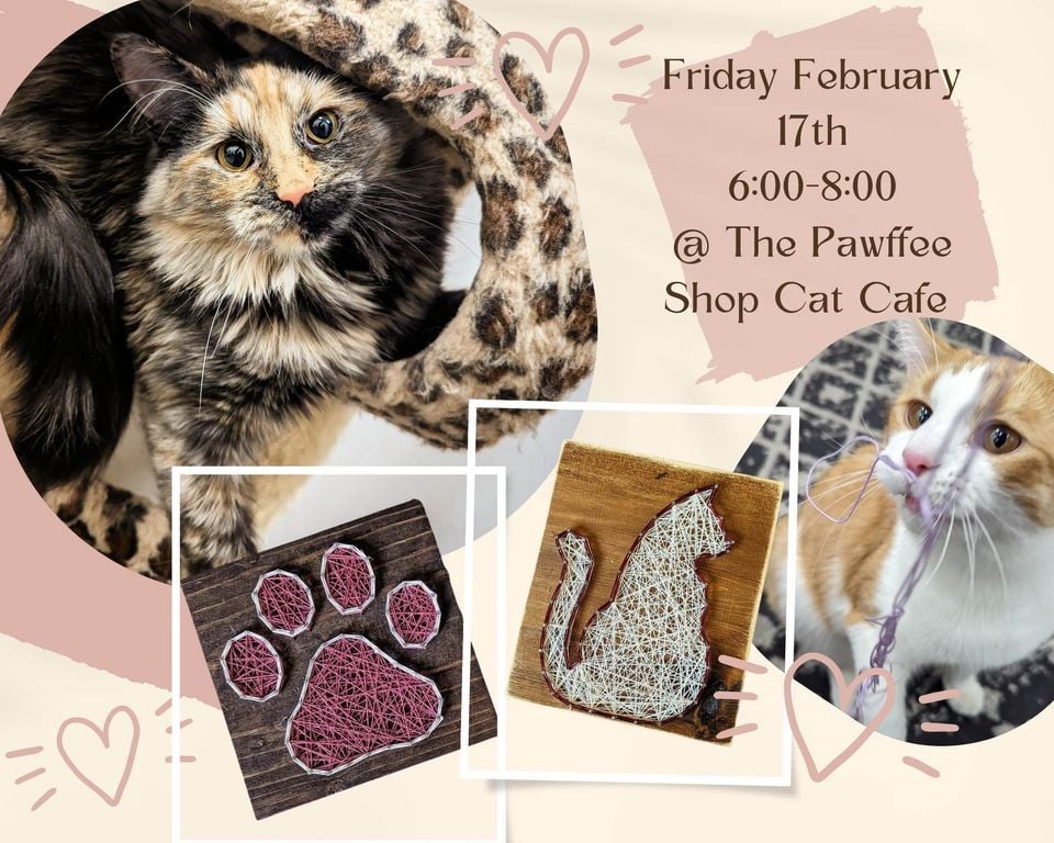 The pawffee shop cat cafe a purrfect blend