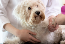 Packerland veterinary center makes its mark with orthopedic services