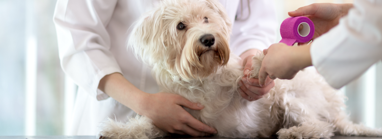 Parkland veterinary hospital Packerland veterinary center makes its mark with orthopedic services