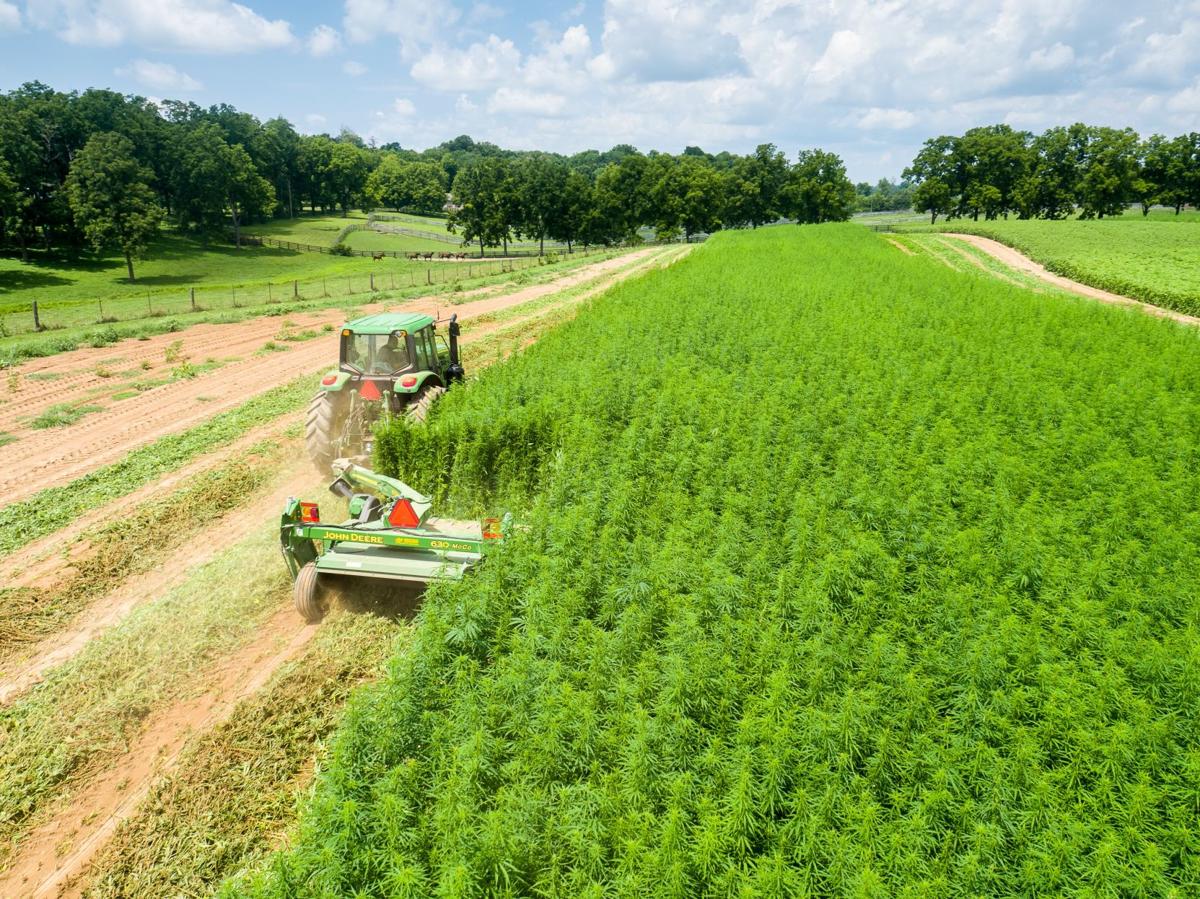 Hemp farmers face uphill battle