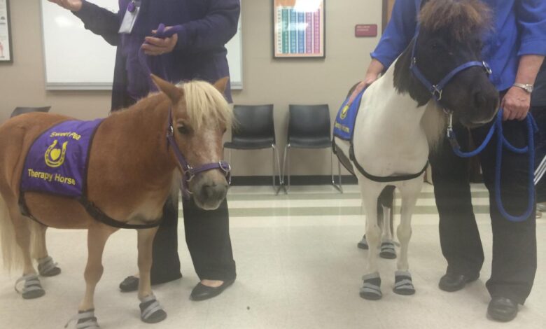 Harnessing the healing quality of horses