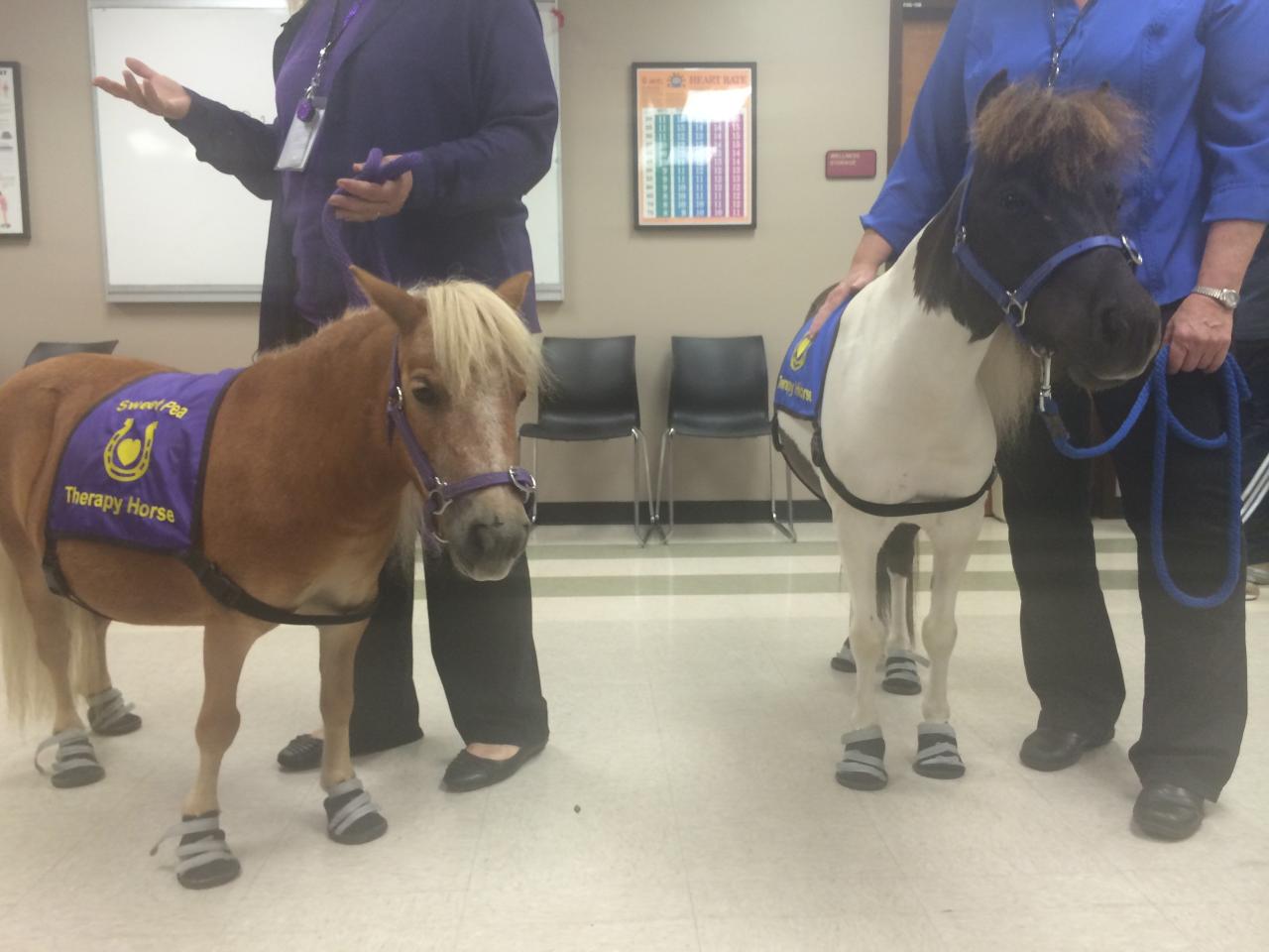 Harnessing the healing quality of horses