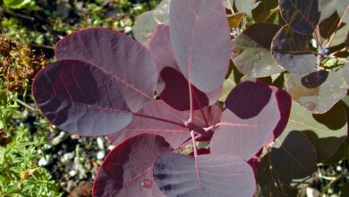 The purple tree a shop with purpose