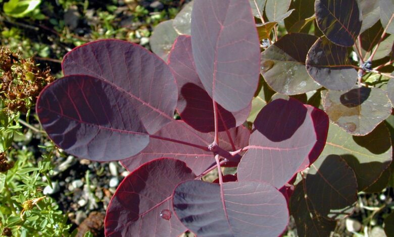 The purple tree a shop with purpose