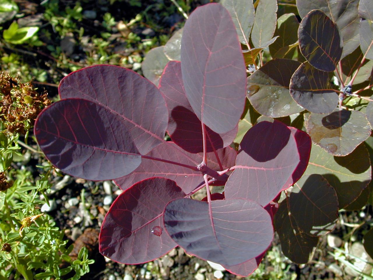 The purple tree a shop with purpose