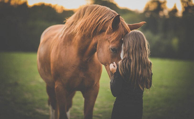 Harnessing the healing quality of horses