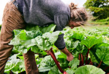 A place for connecting with food those who grow it