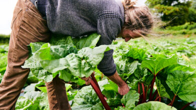 A place for connecting with food those who grow it