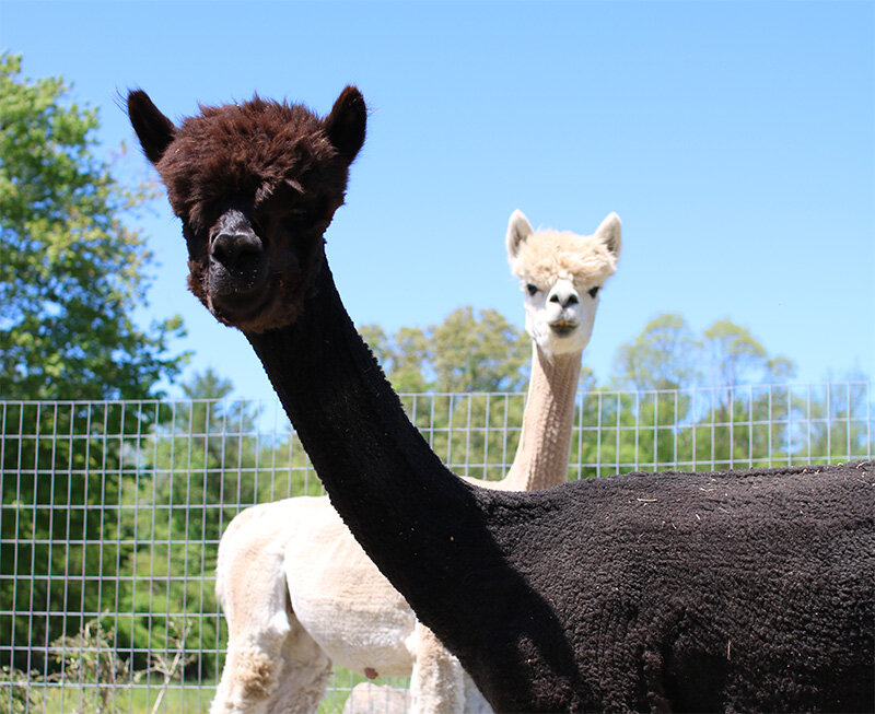 Alpaca farm latest unique use for coloma farmland