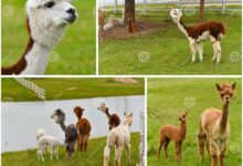 Alpaca farm latest unique use for coloma farmland