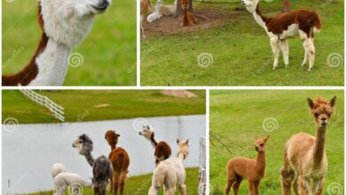 Alpaca farm latest unique use for coloma farmland