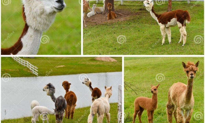 Alpaca farm latest unique use for coloma farmland