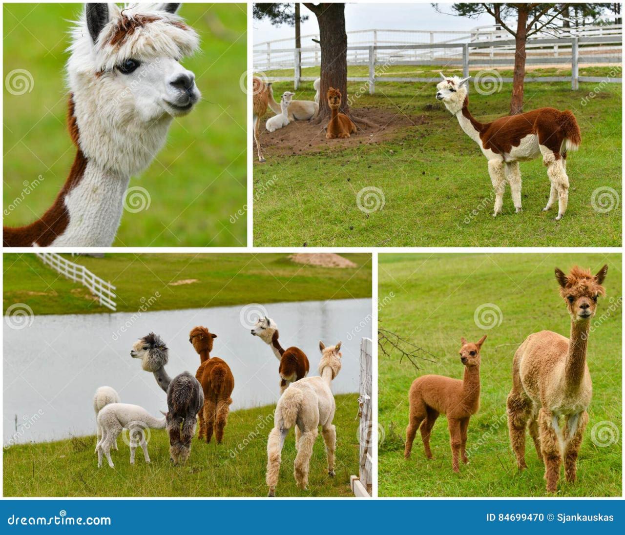 Alpaca farm latest unique use for coloma farmland