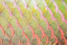 The importance of the entire fish scales and all