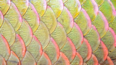 The importance of the entire fish scales and all