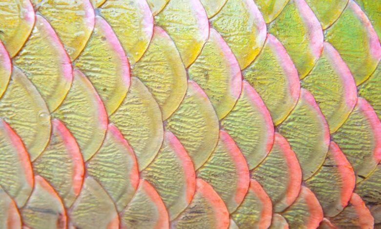 The importance of the entire fish scales and all