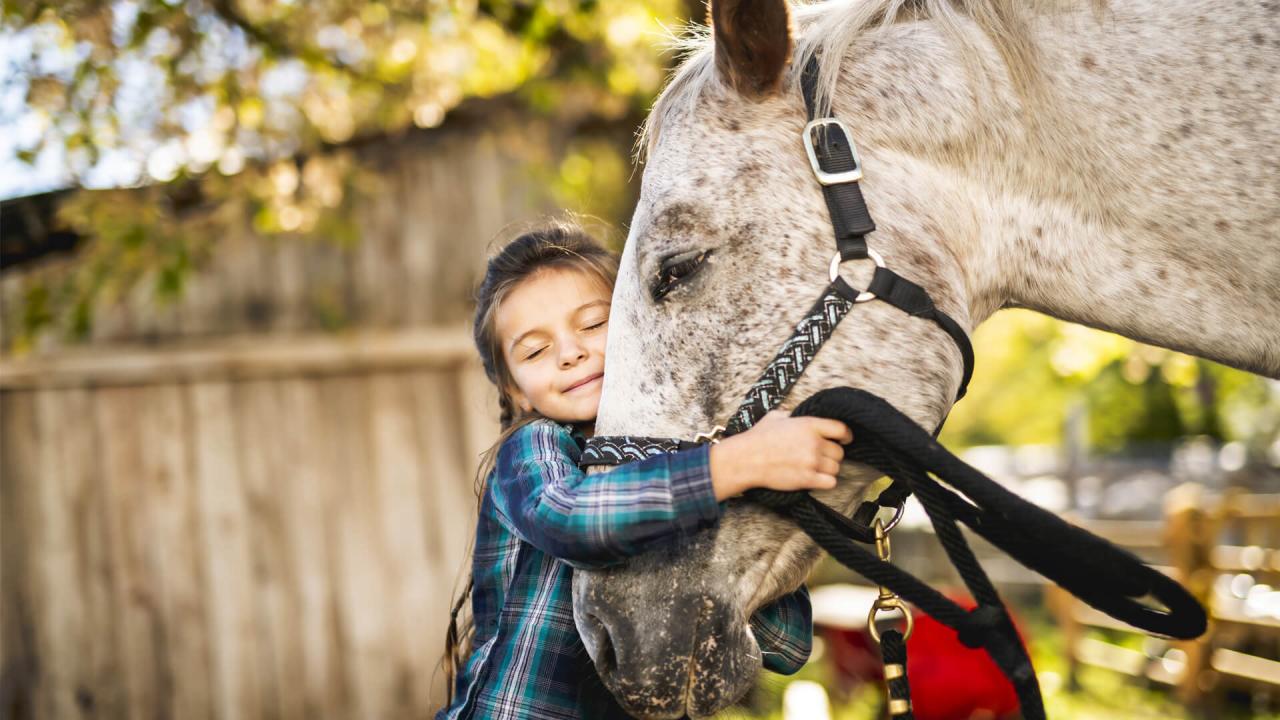 Harnessing the healing quality of horses