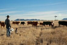 Farming nurtures family legacy one cow at a time