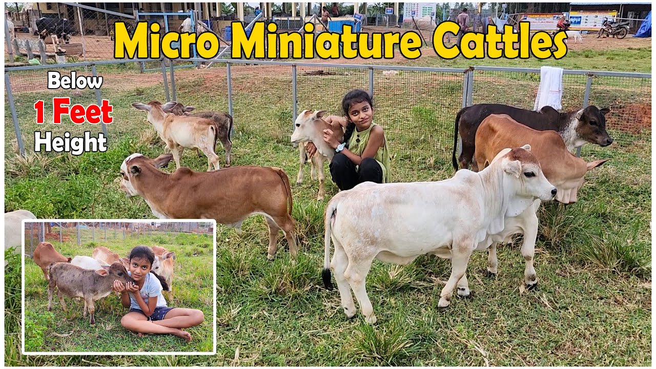 Building a micro creamery one cow at a time