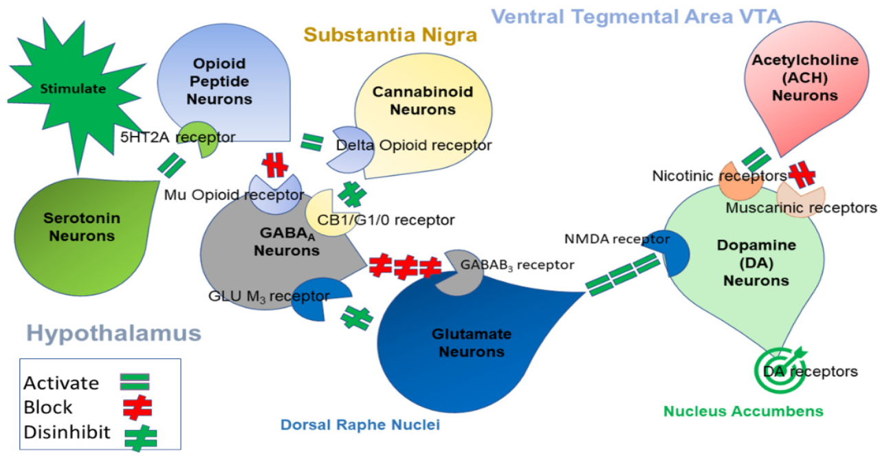 What Is Journavx, the New Opioid-Free Painkiller from Vertex?