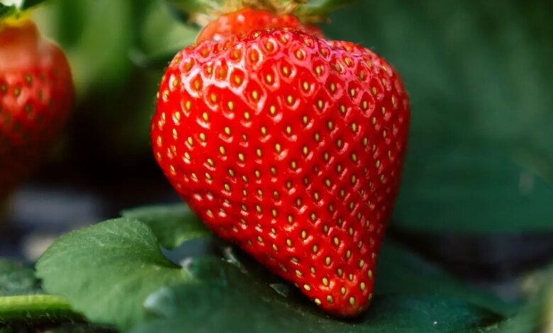 Berry loved its strawberry time