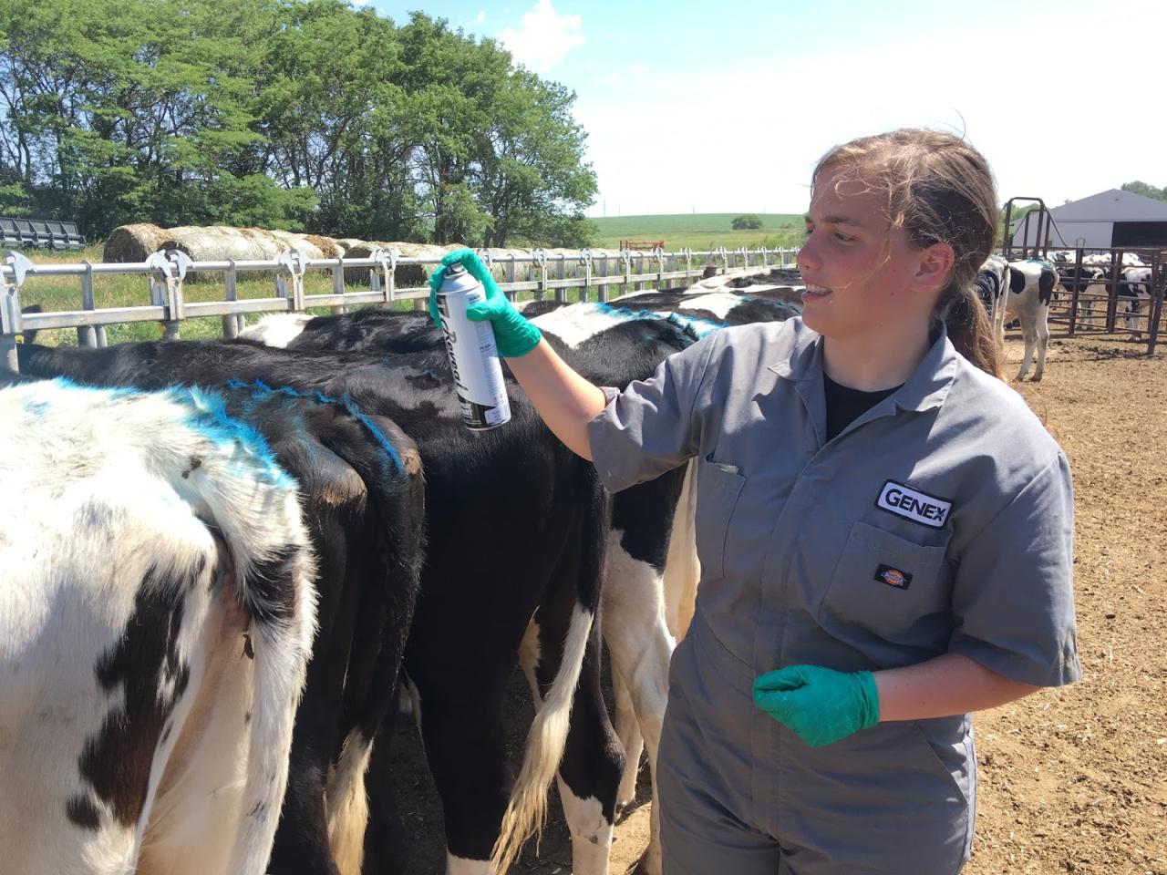 Beef tridge Shawanos genex at heart of global beef and dairy industry