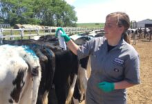 Shawanos genex at heart of global beef and dairy industry