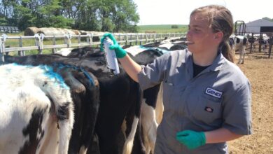 Shawanos genex at heart of global beef and dairy industry