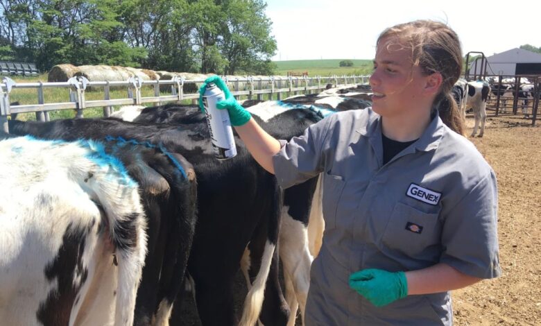 Shawanos genex at heart of global beef and dairy industry