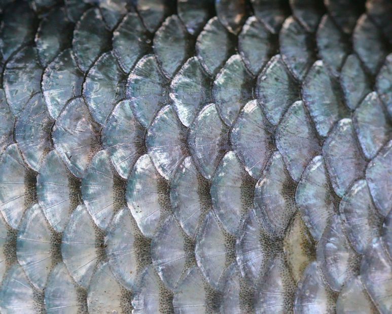 Scales petsoid shed