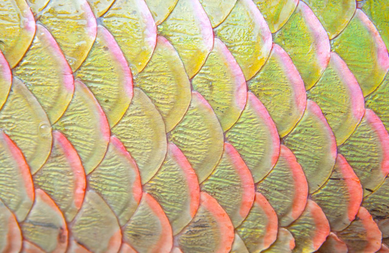The importance of the entire fish scales and all