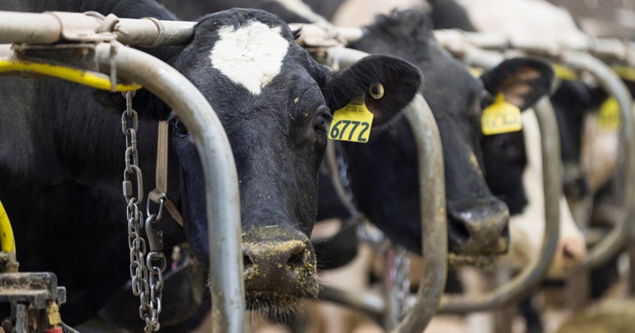 The power dairy has in northeast wisconsin
