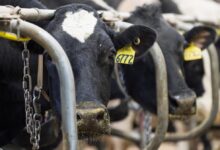 The power dairy has in northeast wisconsin