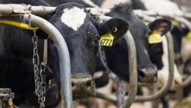 The power dairy has in northeast wisconsin
