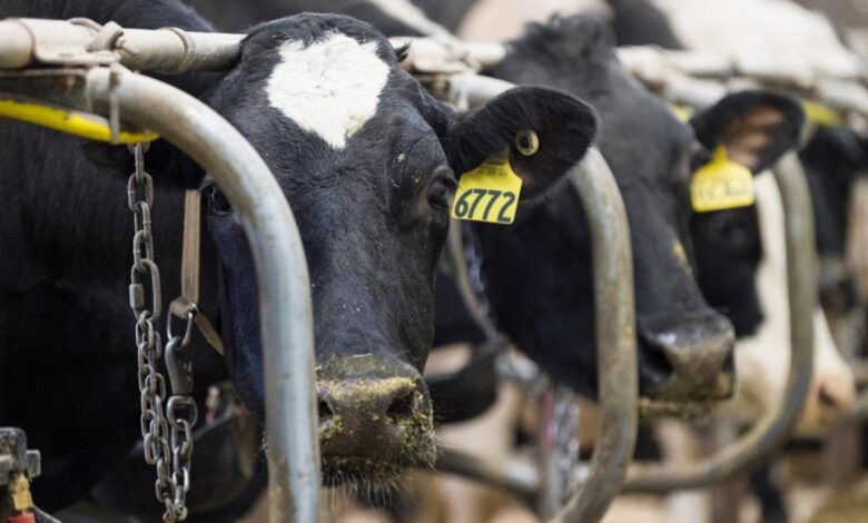 The power dairy has in northeast wisconsin