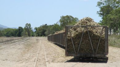 Family farm focuses on genetics sustainability and conservation