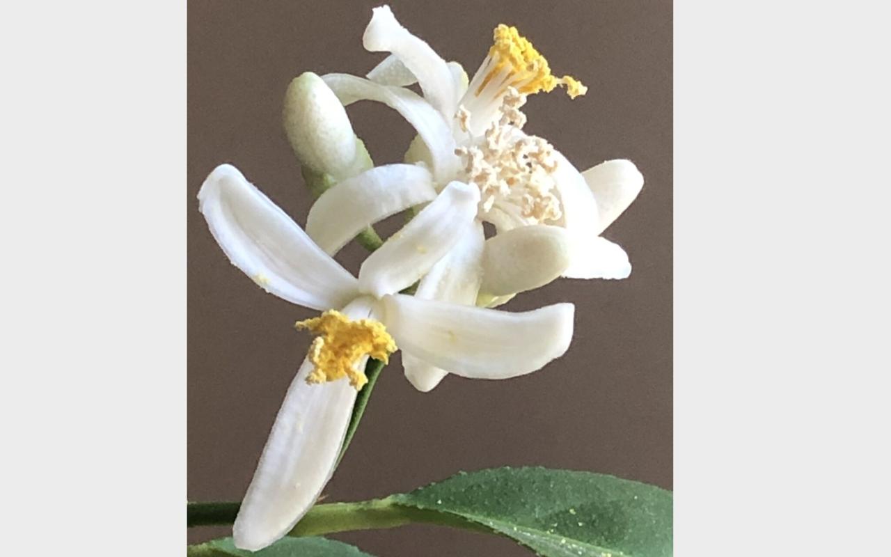 Melting pot more than dining out its an experience