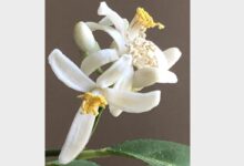 Melting pot more than dining out its an experience