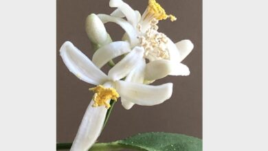 Melting pot more than dining out its an experience