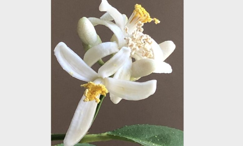 Melting pot more than dining out its an experience