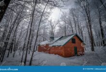 Inthewoods sugar bush gets sappy with maple syrup